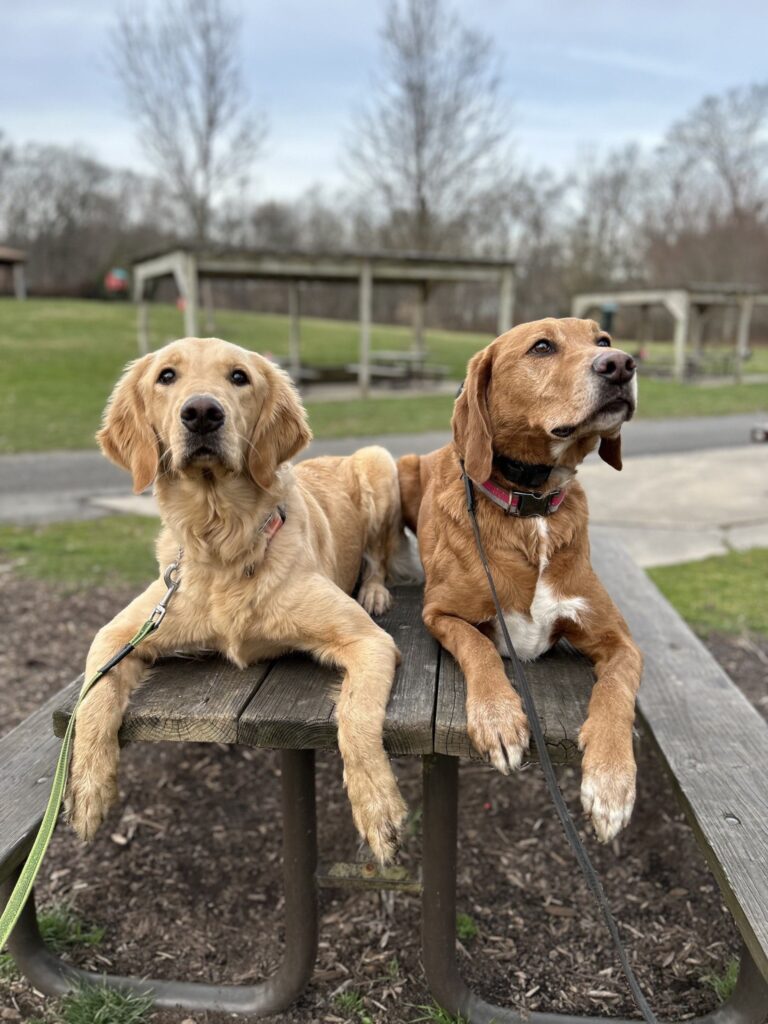 Two well-behaved dogs sitting calmly on a picnic table at a local park